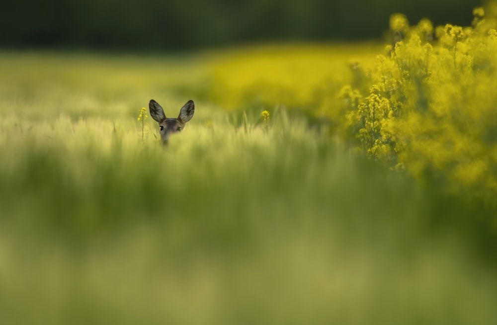 a small deer in a field of tall grass
