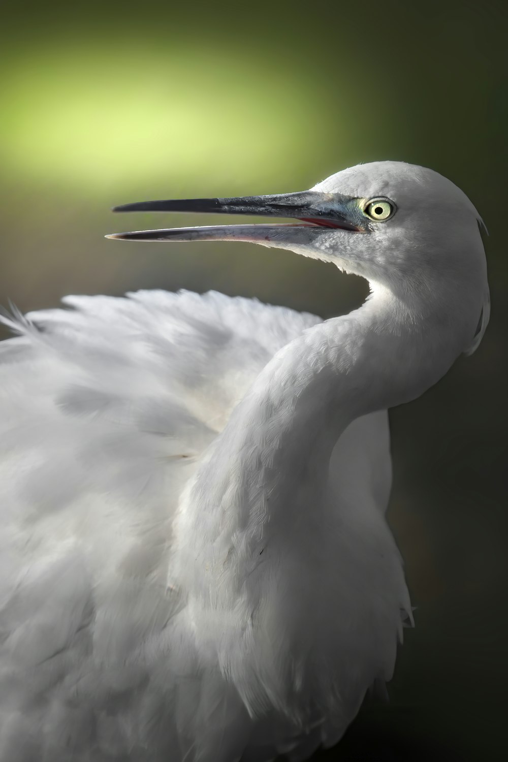 a close up of a white bird with a long beak