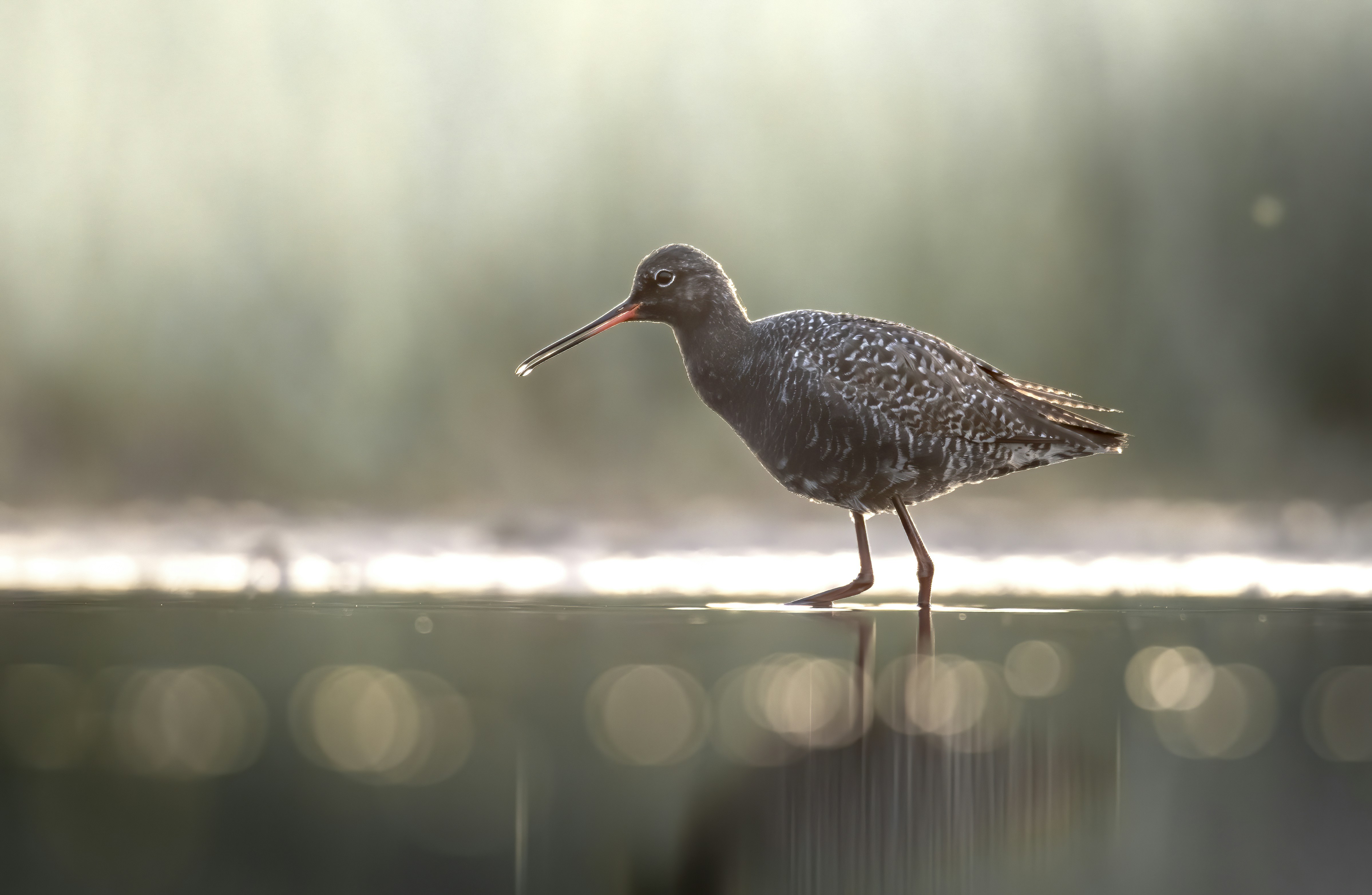 a bird with a long beak standing on the edge of a body of water