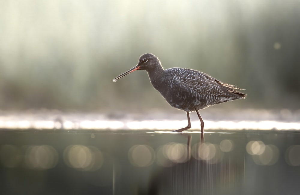 a bird with a long beak standing on the edge of a body of water