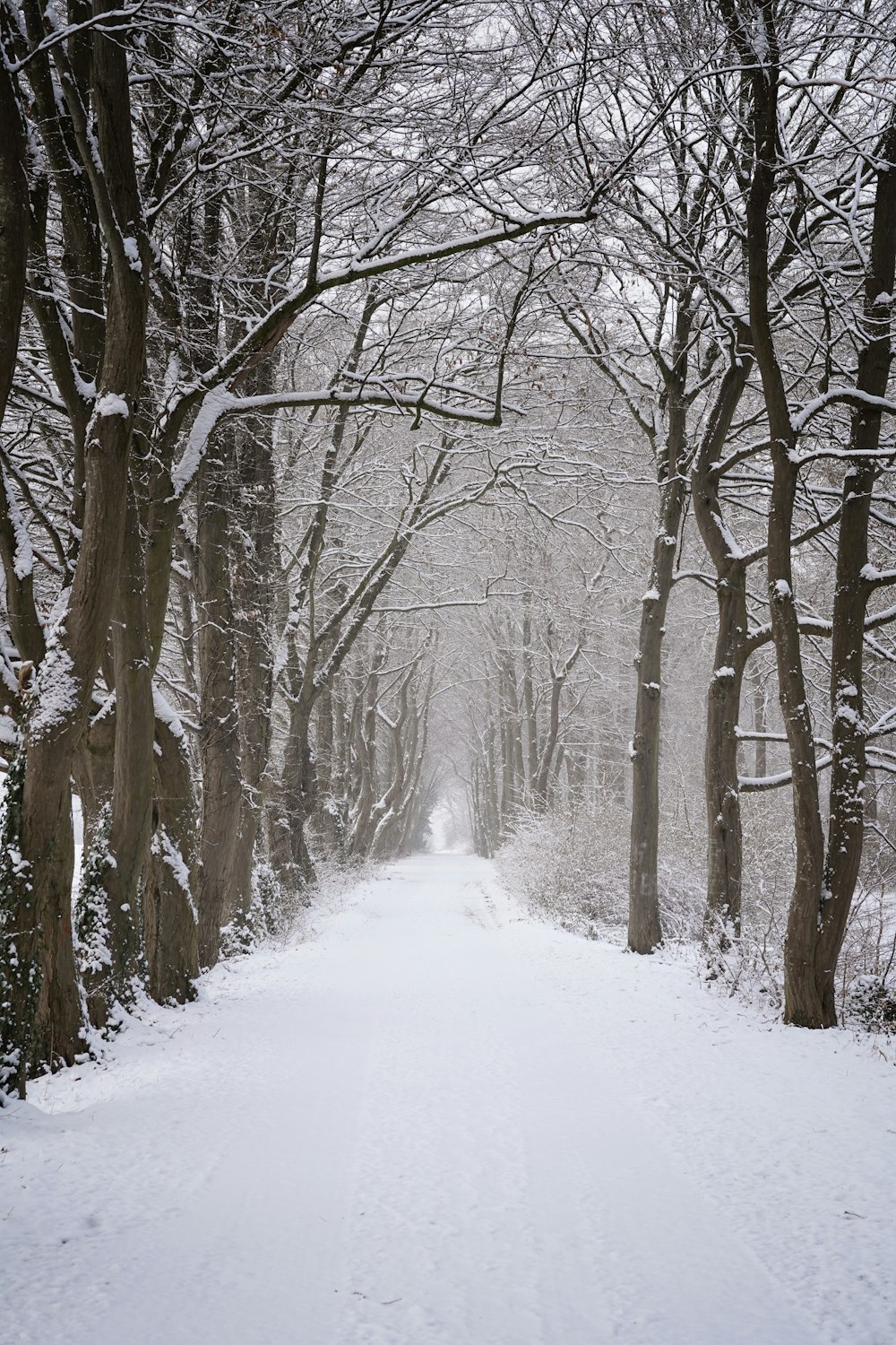 uma estrada coberta de neve cercada por árvores e arbustos