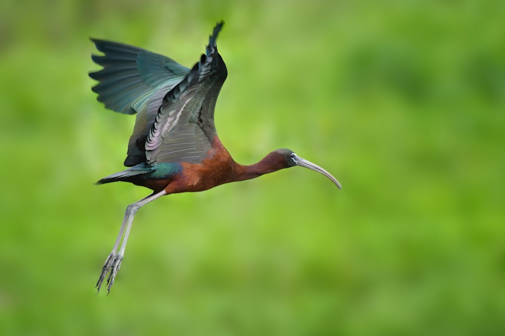 a colorful bird flying through the air