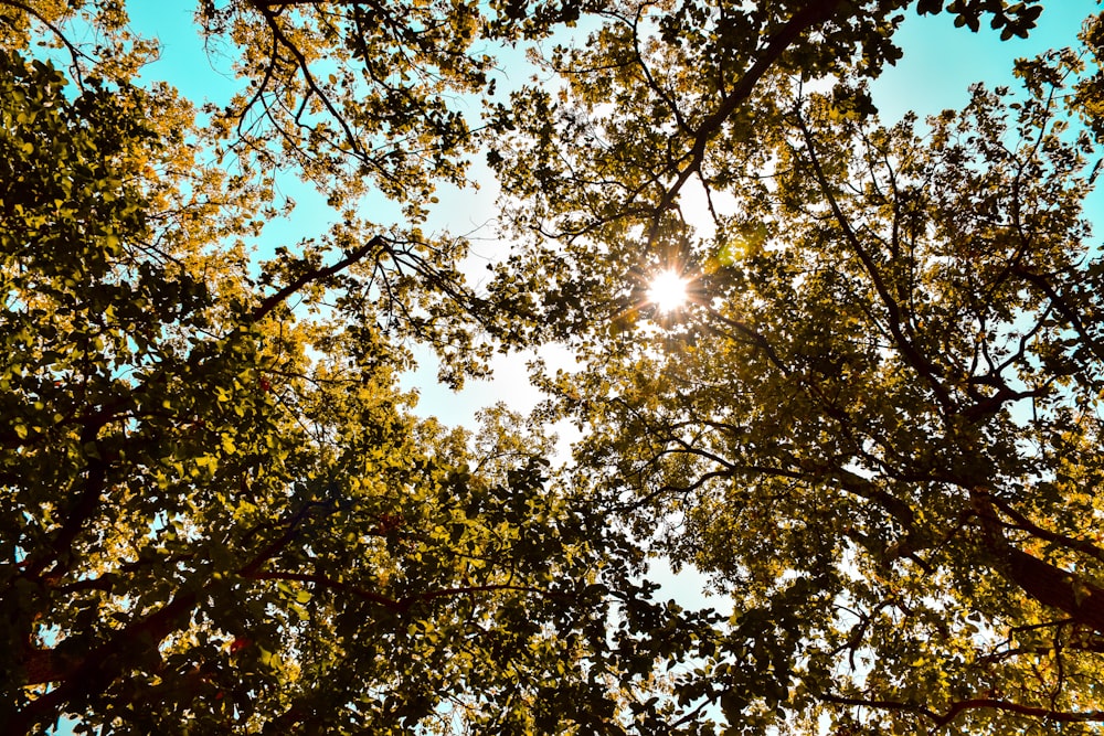 the sun shines through the leaves of a tree