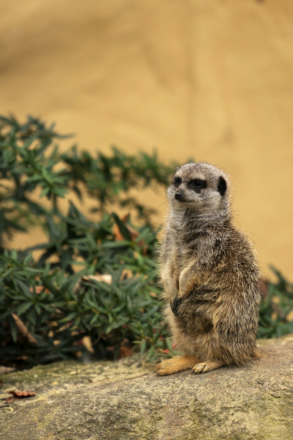 a small meerkat sitting on a rock