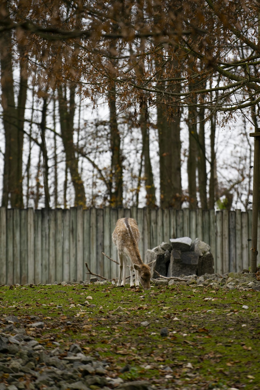 a couple of deer standing on top of a lush green field