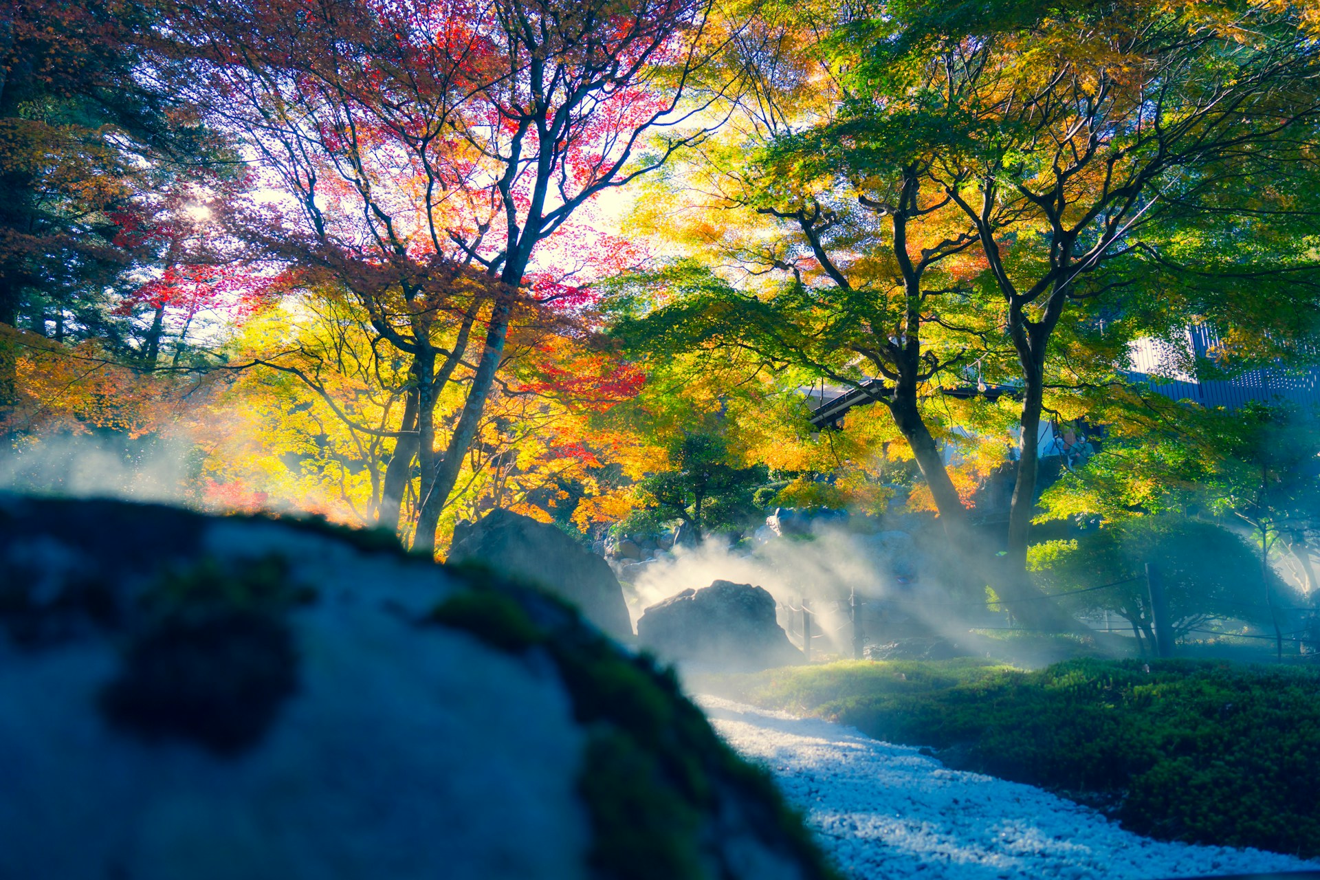 a stream running through a lush green forest