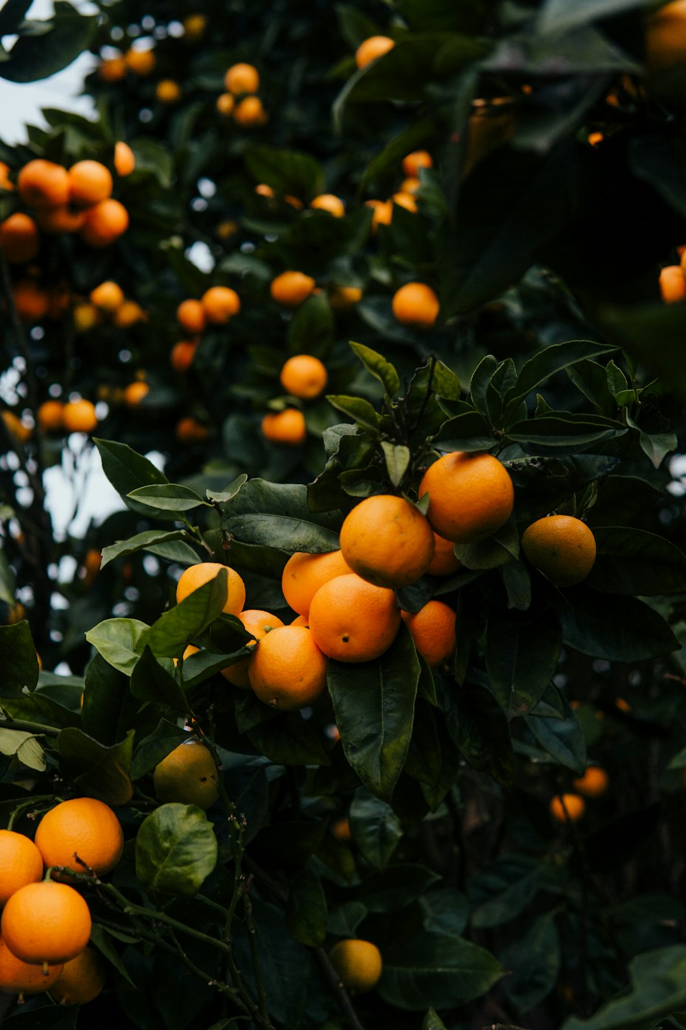 잘 익은 오렌지가 가득한 나무
