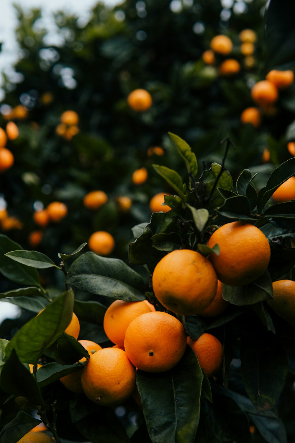 a tree filled with lots of ripe oranges