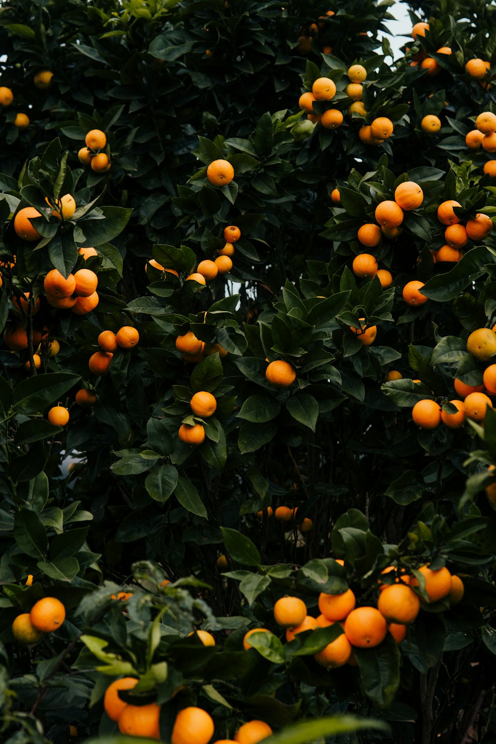 a tree filled with lots of ripe oranges