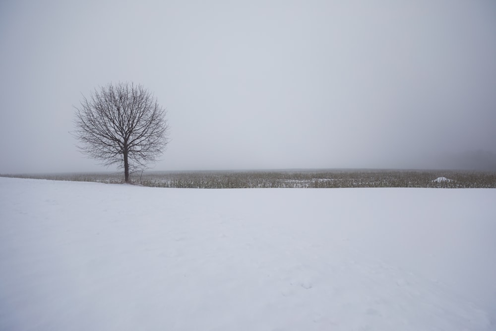 a lone tree in the middle of a snowy field