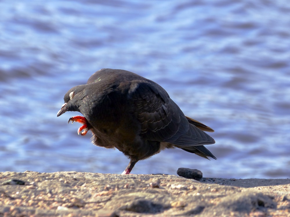 Un pájaro con la boca abierta de pie en una playa