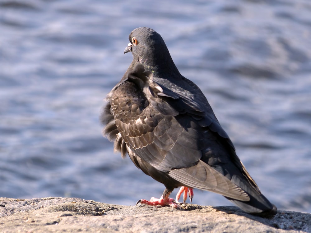 a bird standing on a rock next to a body of water