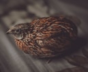 a close up of a bird on a bed
