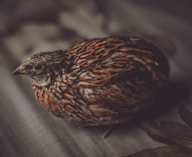 a close up of a bird on a bed