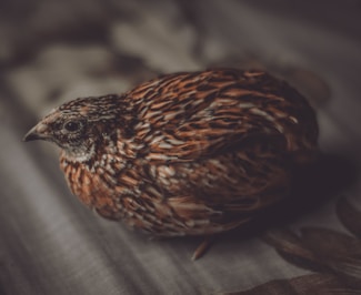 a close up of a bird on a bed