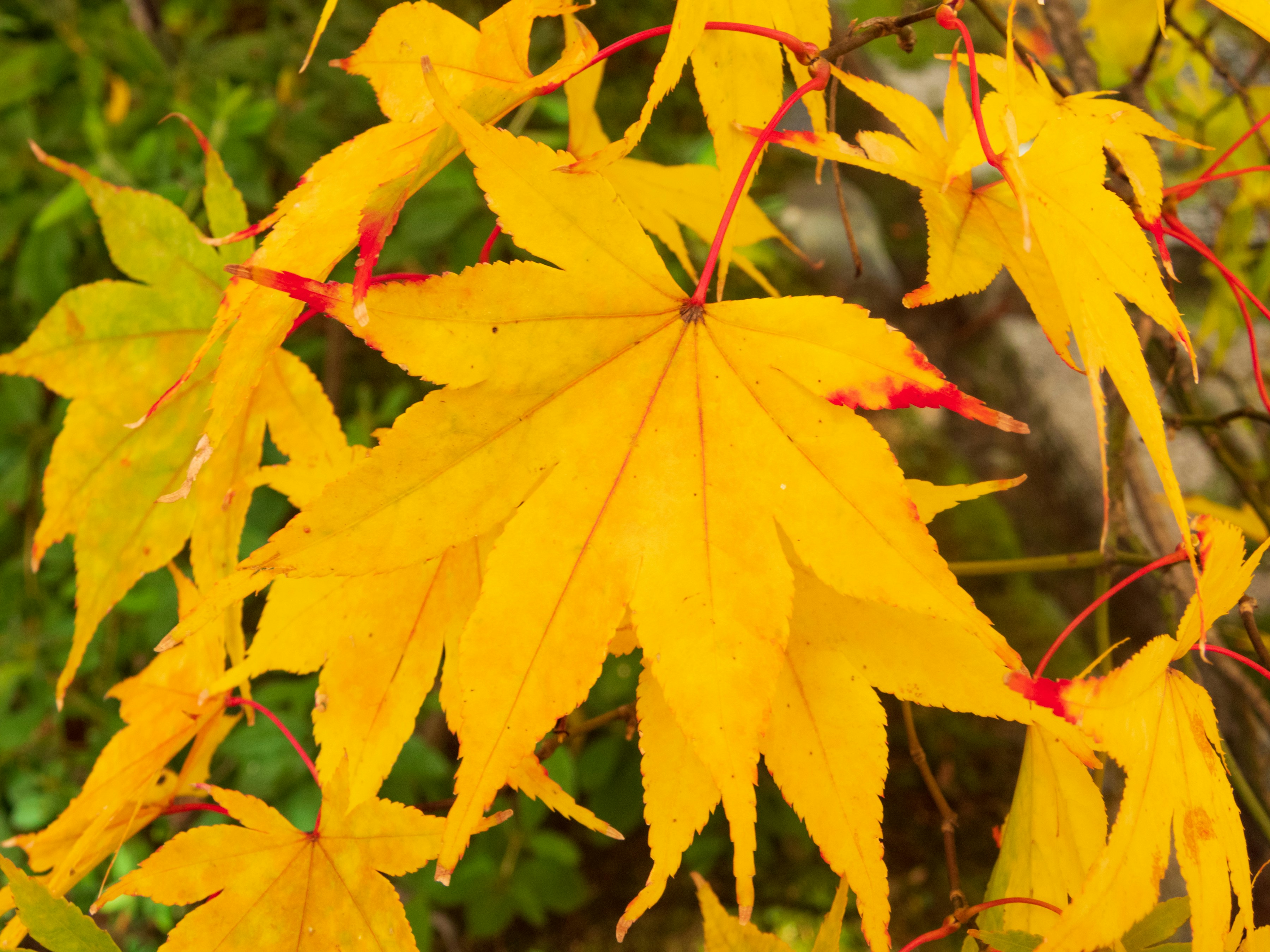 木の上の黄色い葉のクローズアップ