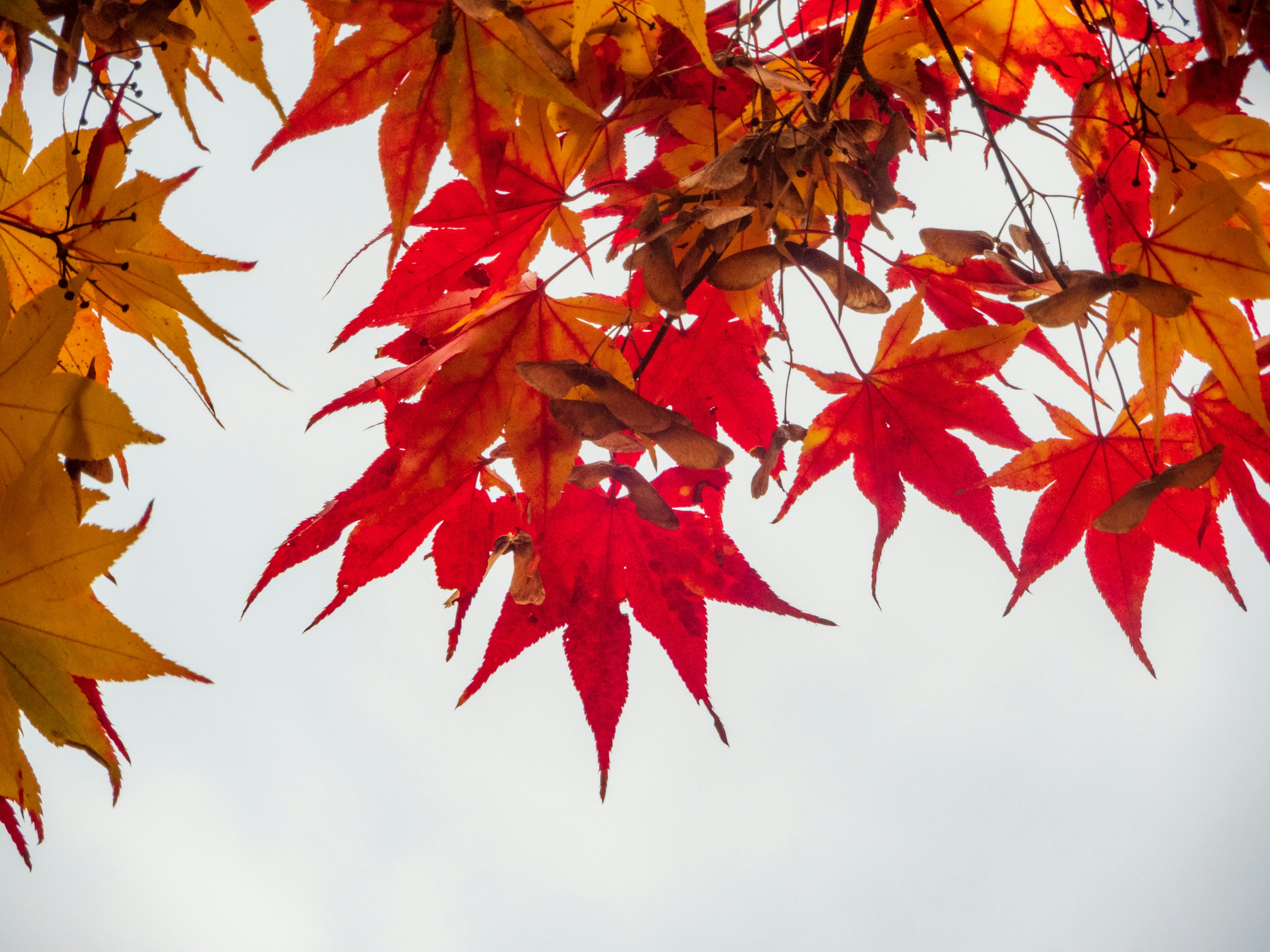 Photo by heppoko_yama