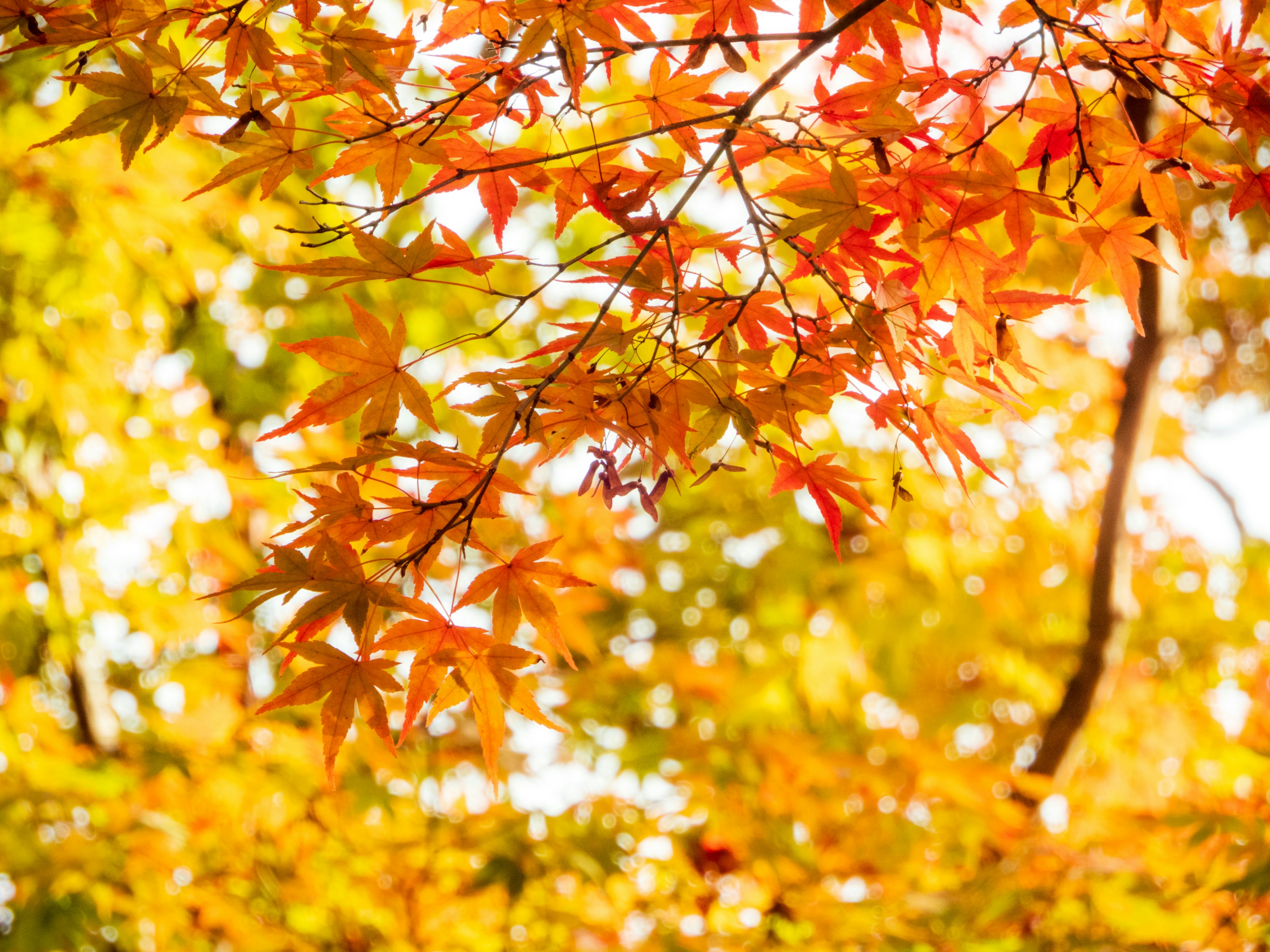 Photo by heppoko_yama