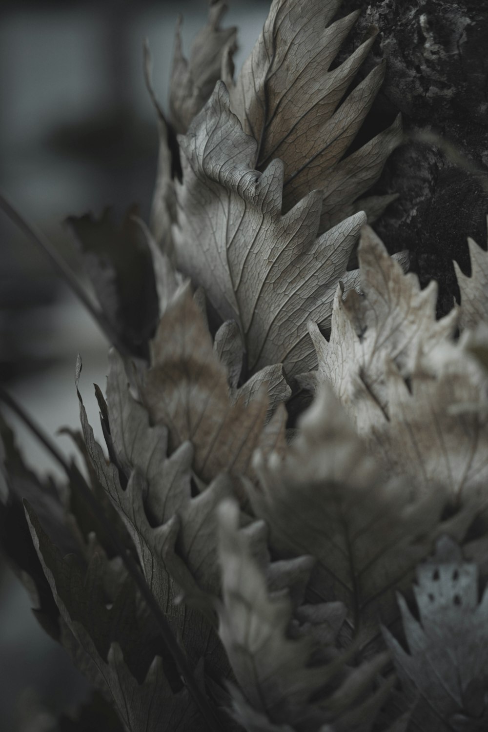 a close up of a bunch of leaves