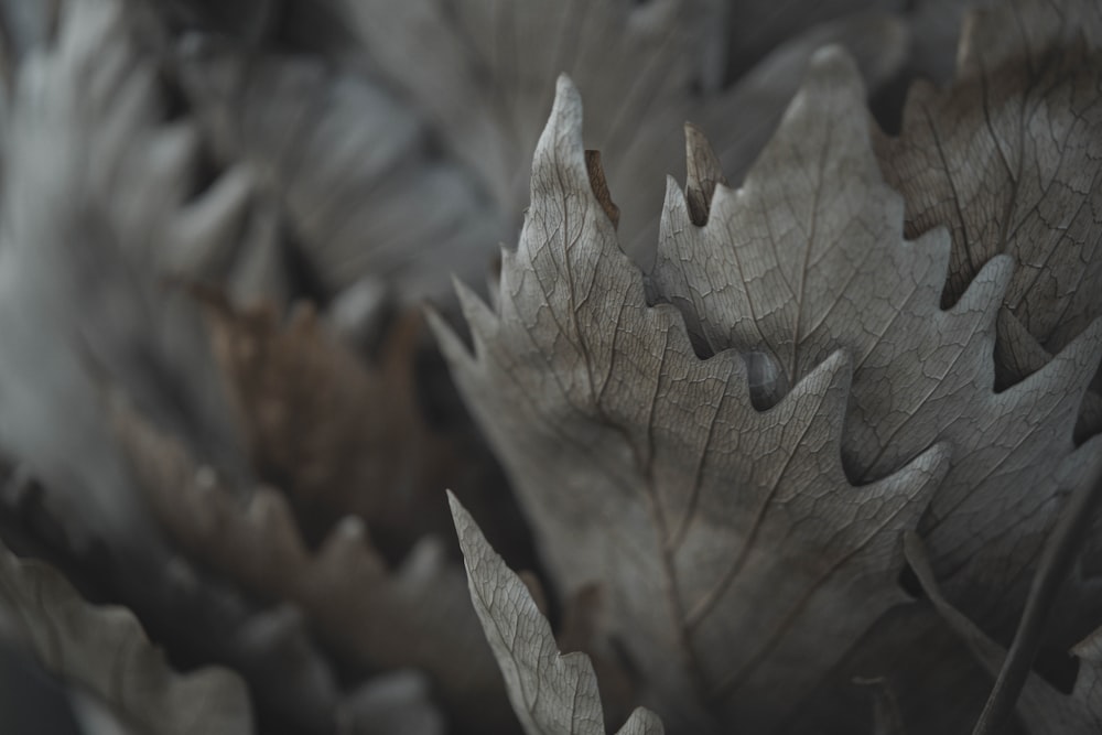 a close up of a group of leaves