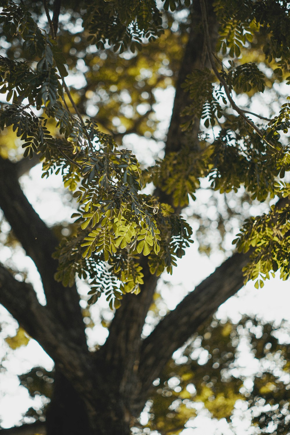 a large tree with lots of green leaves