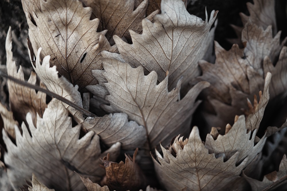 a close up of a bunch of leaves on the ground