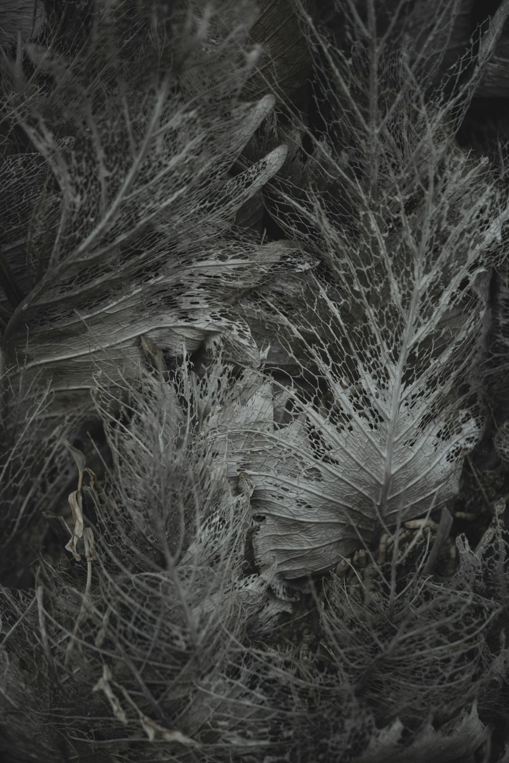 a black and white photo of some plants