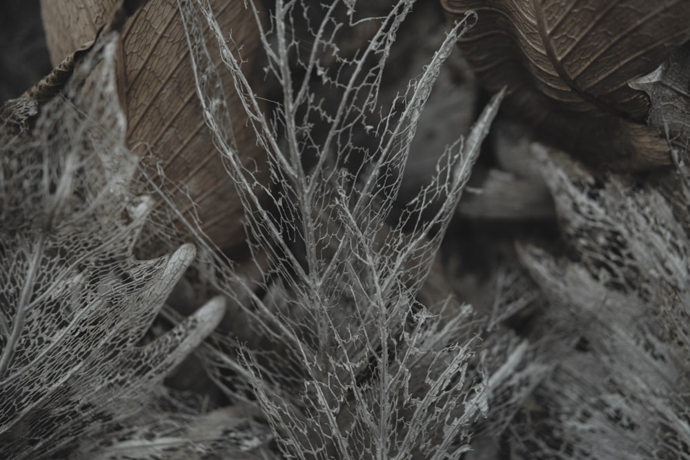 a close up of a plant with frost on it