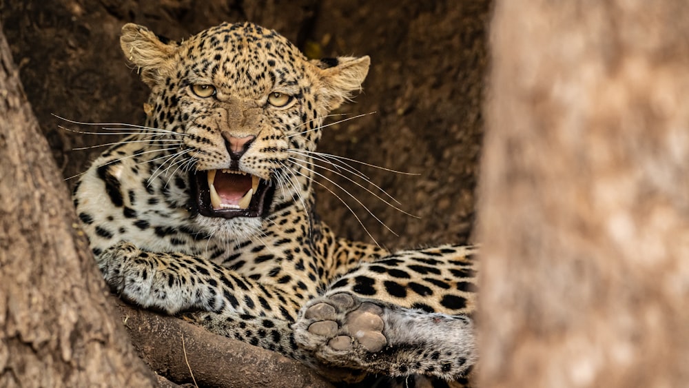 a leopard with its mouth open sitting in a tree
