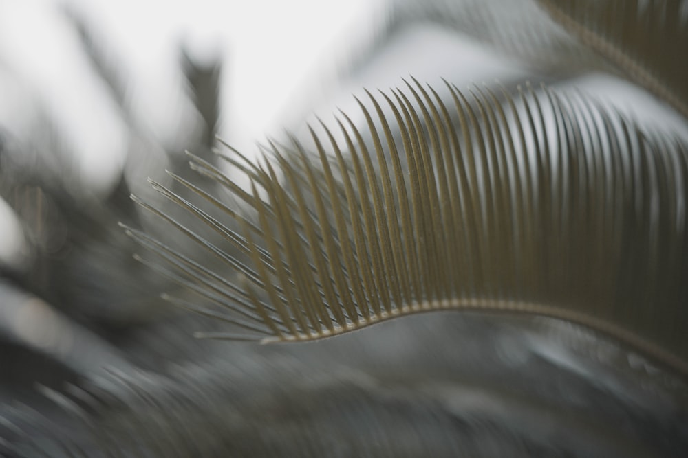 a close up of a palm tree with a blurry background