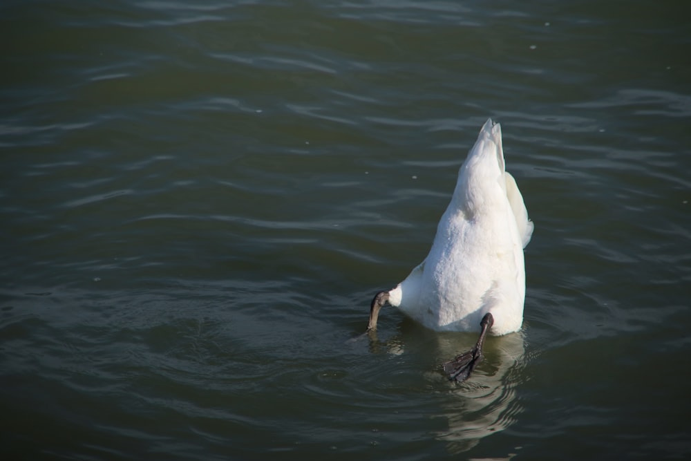 Un cisne blanco está nadando en el agua