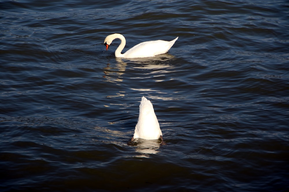 two white swans swimming in a body of water