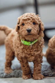 a small brown dog with a green collar