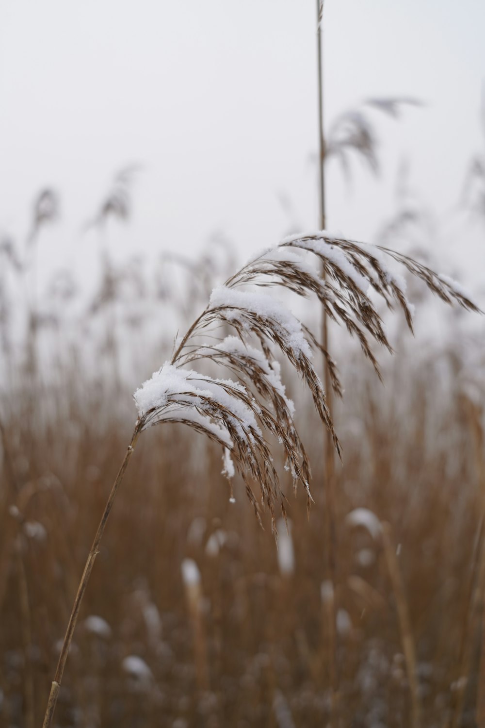 a field with tall grass covered in snow