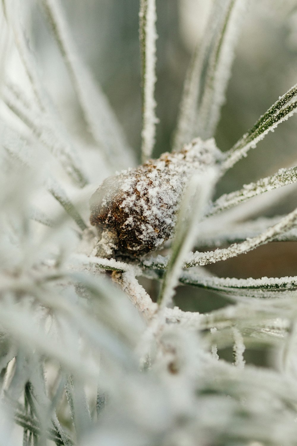 a close up of a plant with frost on it