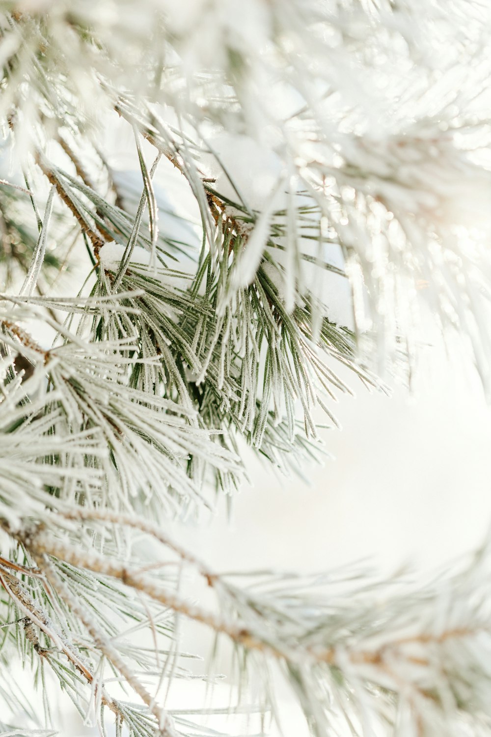 a close up of a pine tree branch