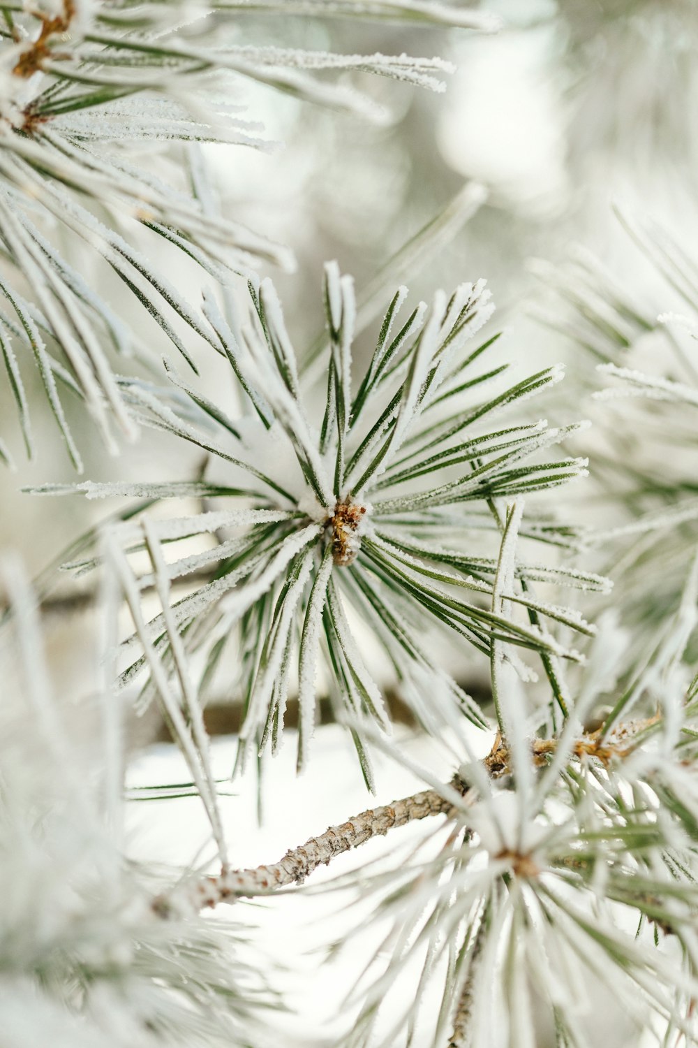 a close up of a pine tree with snow on it