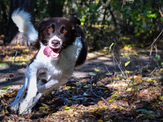 a brown and white dog running through a forest