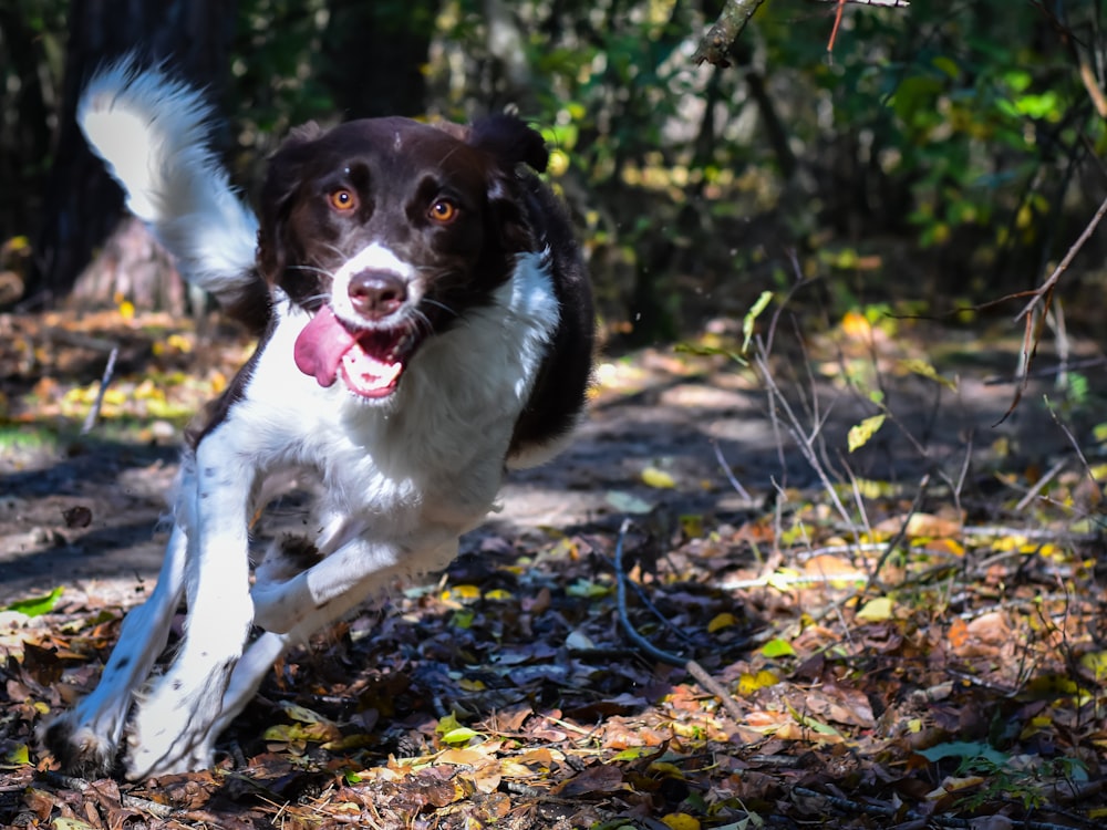 a brown and white dog running through a forest
