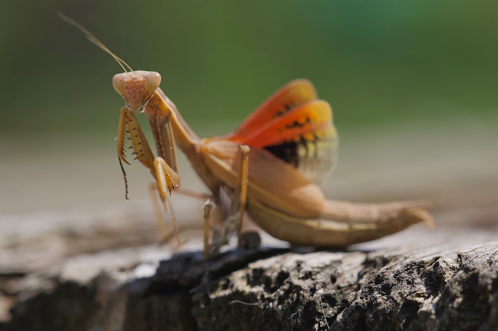 a close up of a praying mantissa on a rock