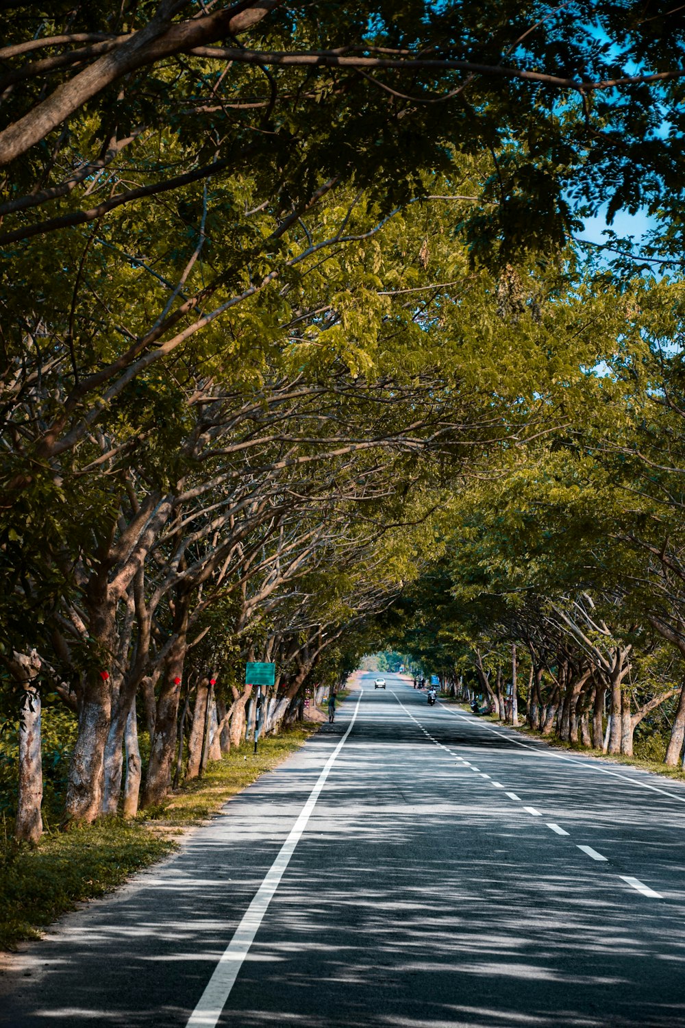 a street lined with trees and a street sign