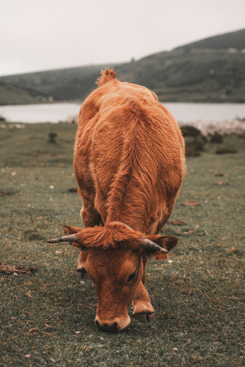 a brown cow with horns grazing in a field