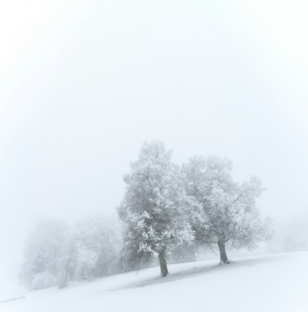 a couple of trees that are in the snow