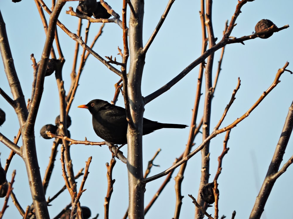 a flock of birds sitting on top of a tree