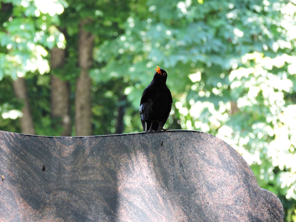un uccello nero seduto in cima a una struttura di cemento