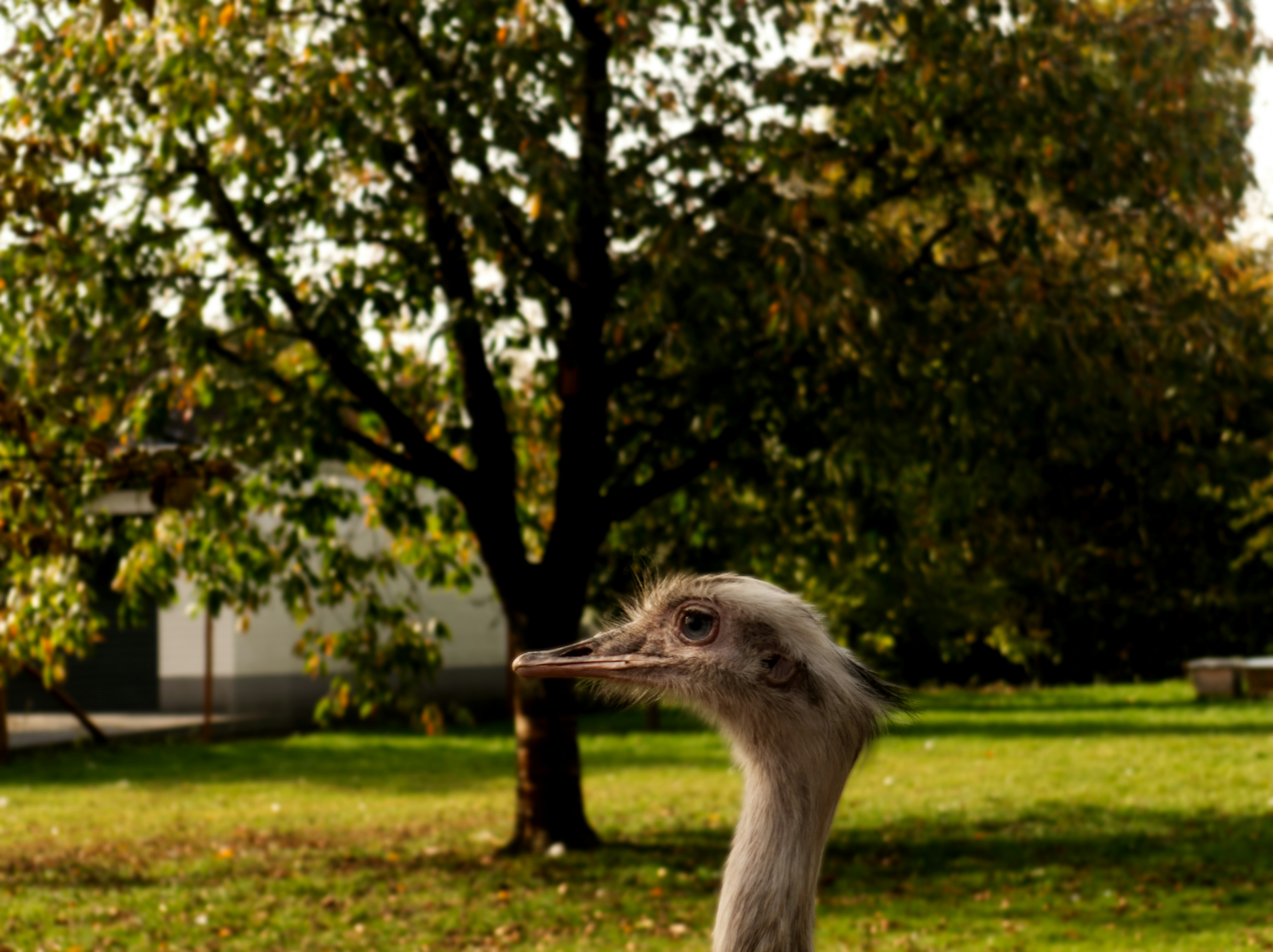 an ostrich standing in the grass near a tree