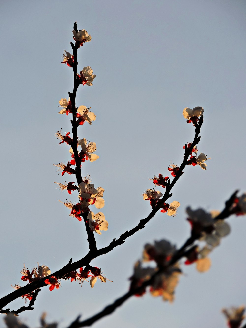 a tree branch with flowers in the foreground and a blue sky in the background