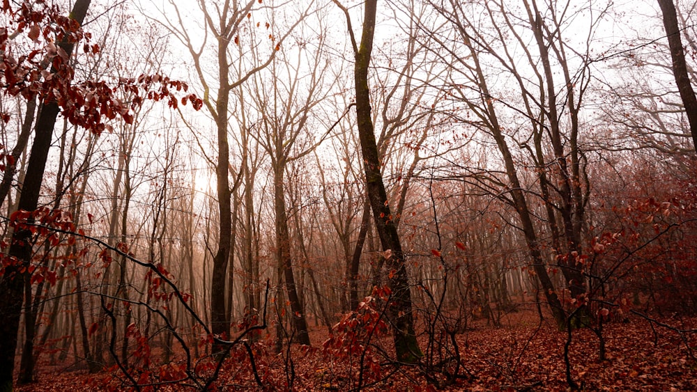 a forest filled with lots of trees covered in leaves