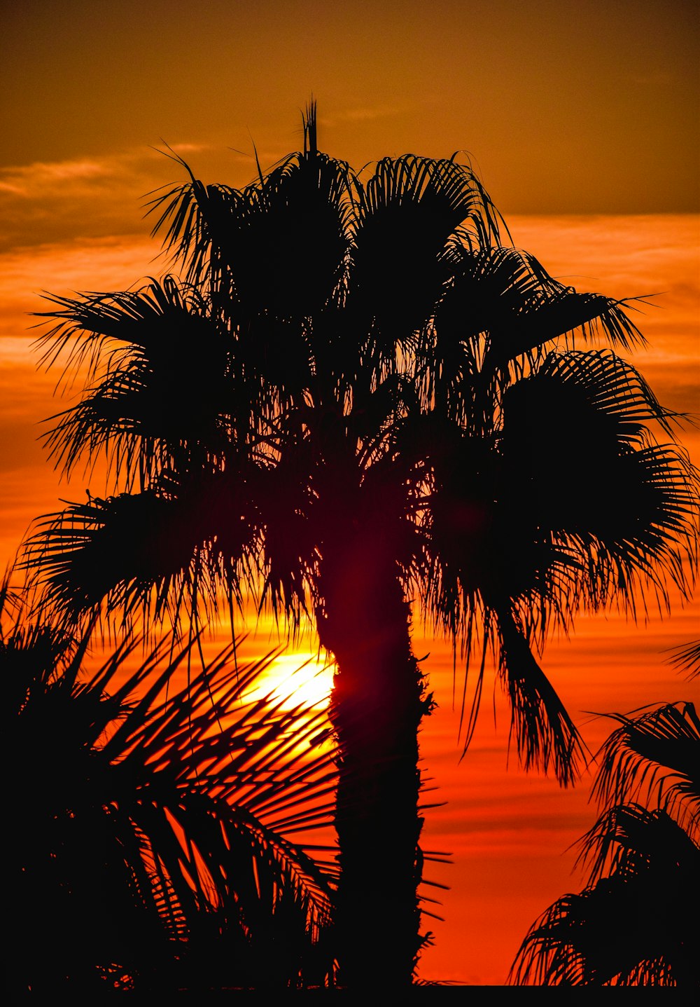 Un palmier devant un coucher de soleil