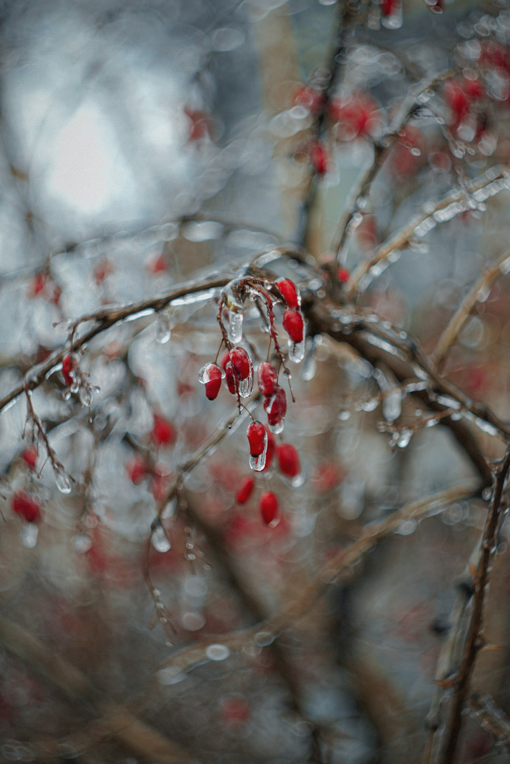 a bunch of red berries hanging from a tree